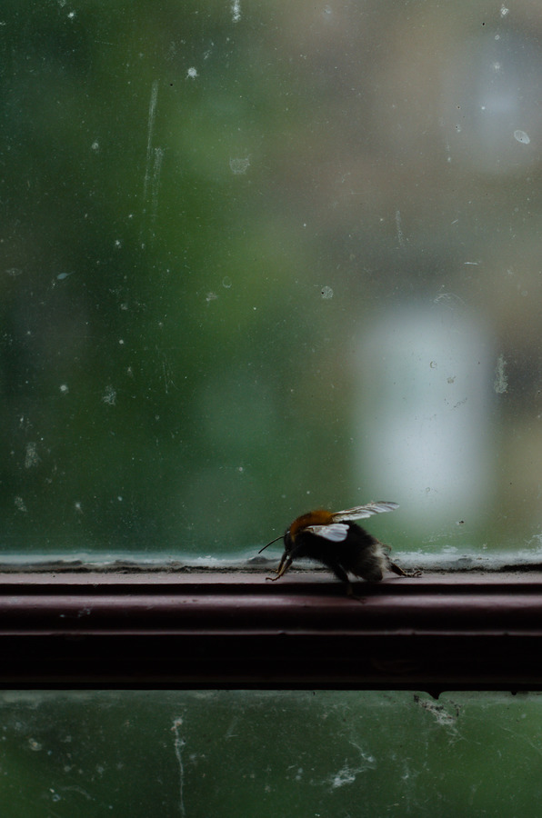 bee