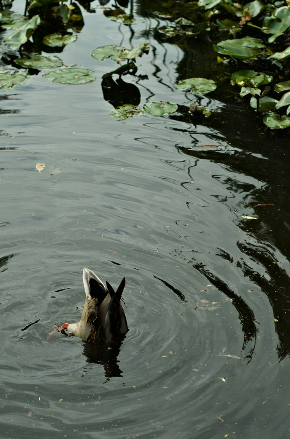 duck