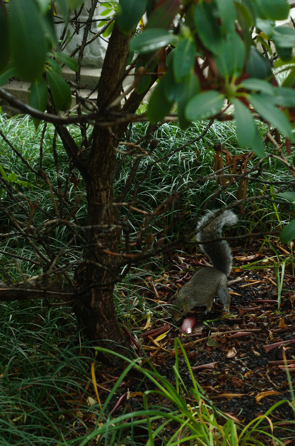 squirrel